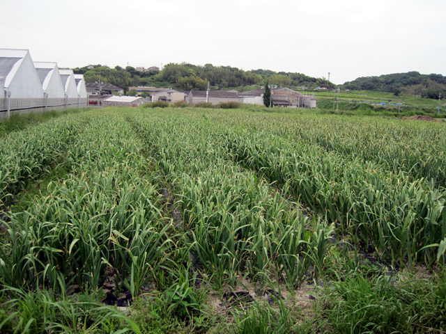 西垣農場の作業風景